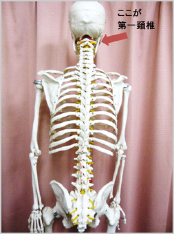背骨　第一頚椎　頭蓋骨